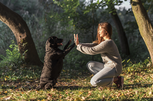 Dog training — дрессировка собак на английском