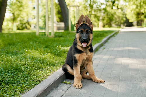 Herding dogs — пастушьи собаки на английском