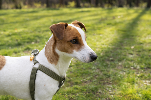 Terrier dogs — терьеры на английском