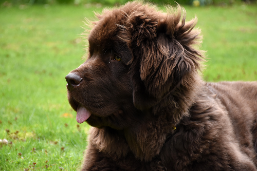 Working dogs — служебные собаки на английском