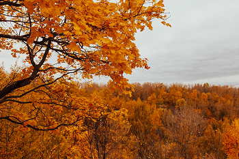 Времена года и месяцы в английском языке: autumn/fall — осень