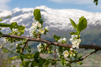 Времена года и месяцы в английском языке: spring — весна