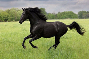 a dark horse — темная лошадка, неожиданно победивший участник соревнования или выборов