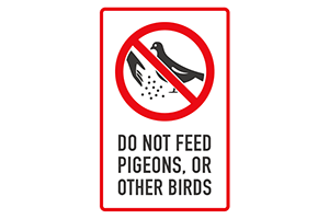 don’t feed the pigeons