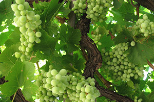 sour grapes — зелен виноград, зависть, притворное равнодушие