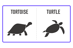 tortoise and turtle