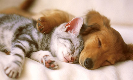 A quiet conscience sleeps in thunder. – С чистой совестью и в грозу спится.